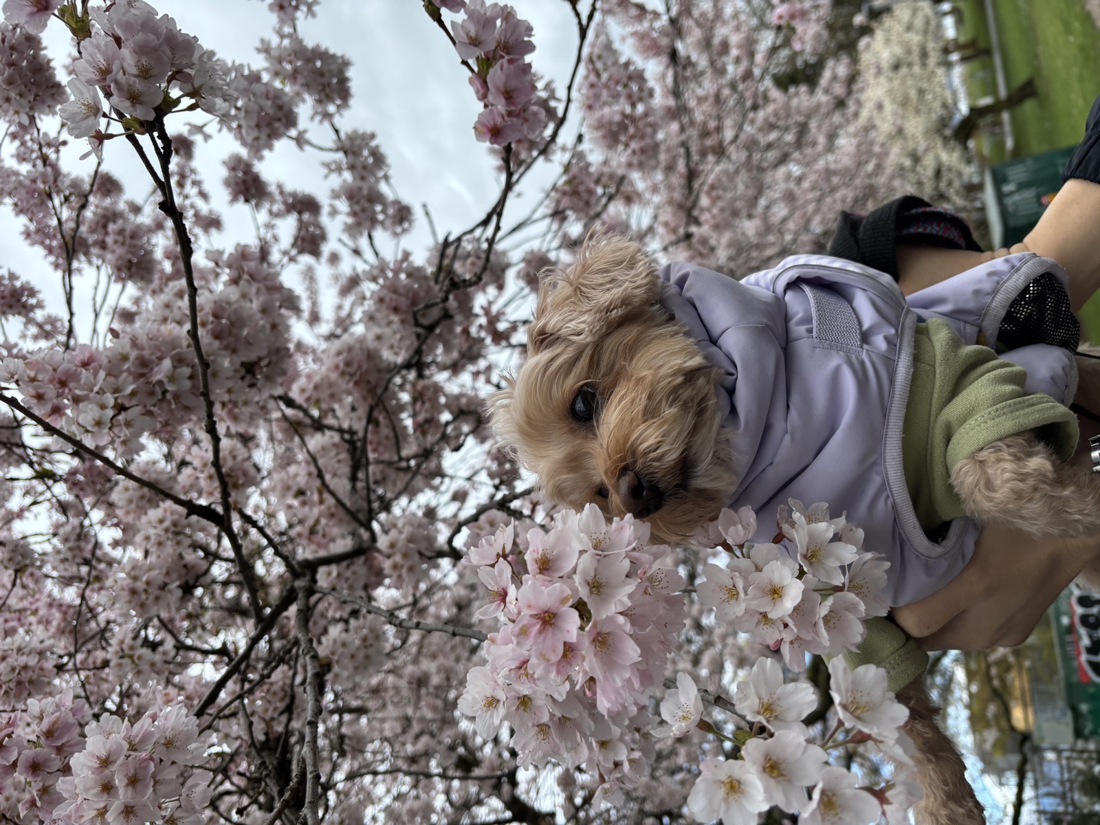 Lily among spring cherry blossoms