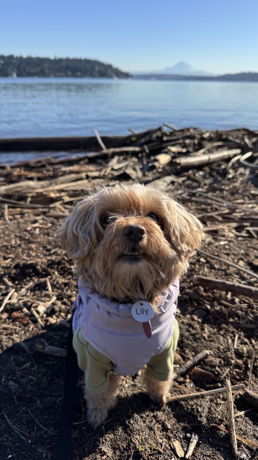 Lily looking up brightly by the water on a sunny day