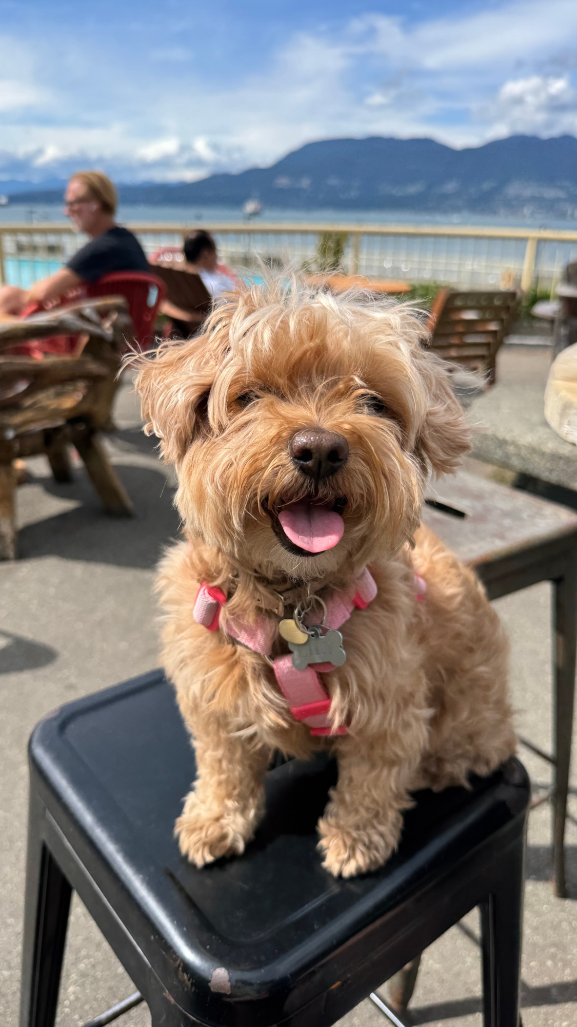 Lily smiling in a pink harness with the water and mountains behind her