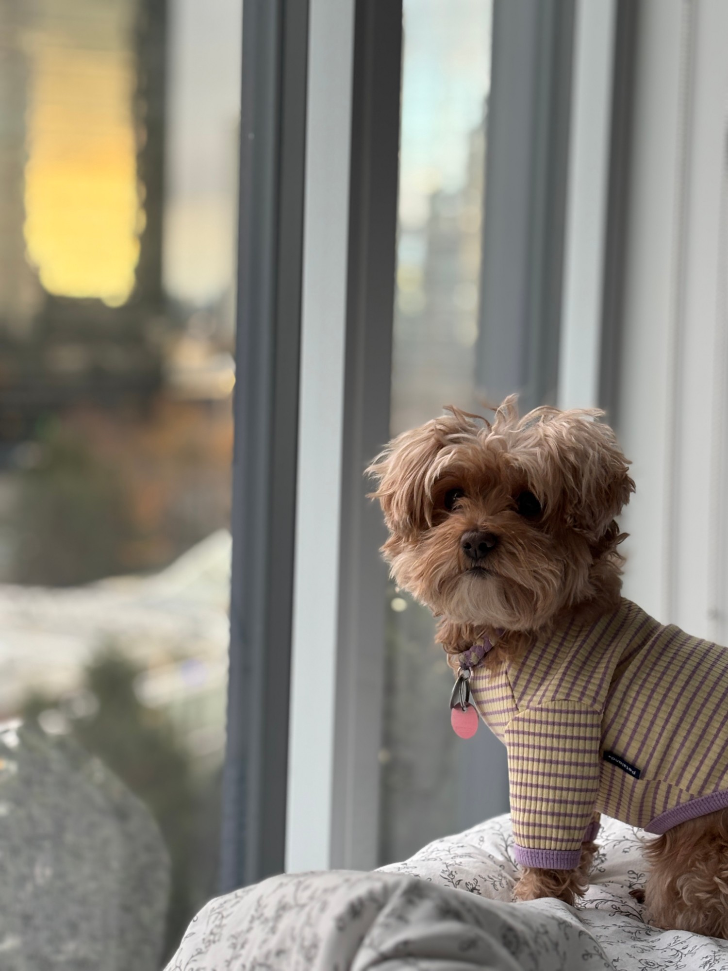 Lily in a striped purple and beige shirt watching from a large window